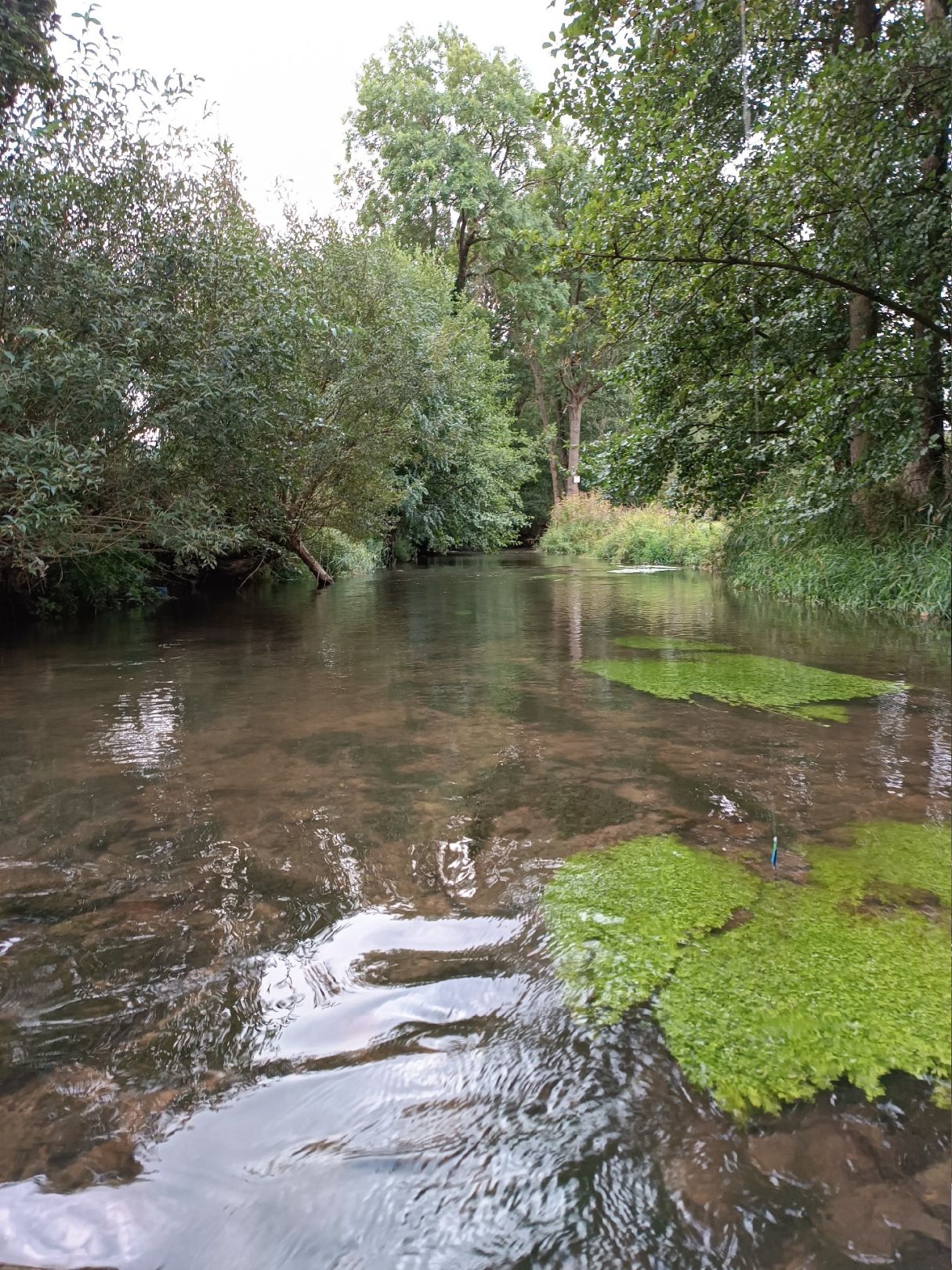 Felda (Urnshausen) angeln