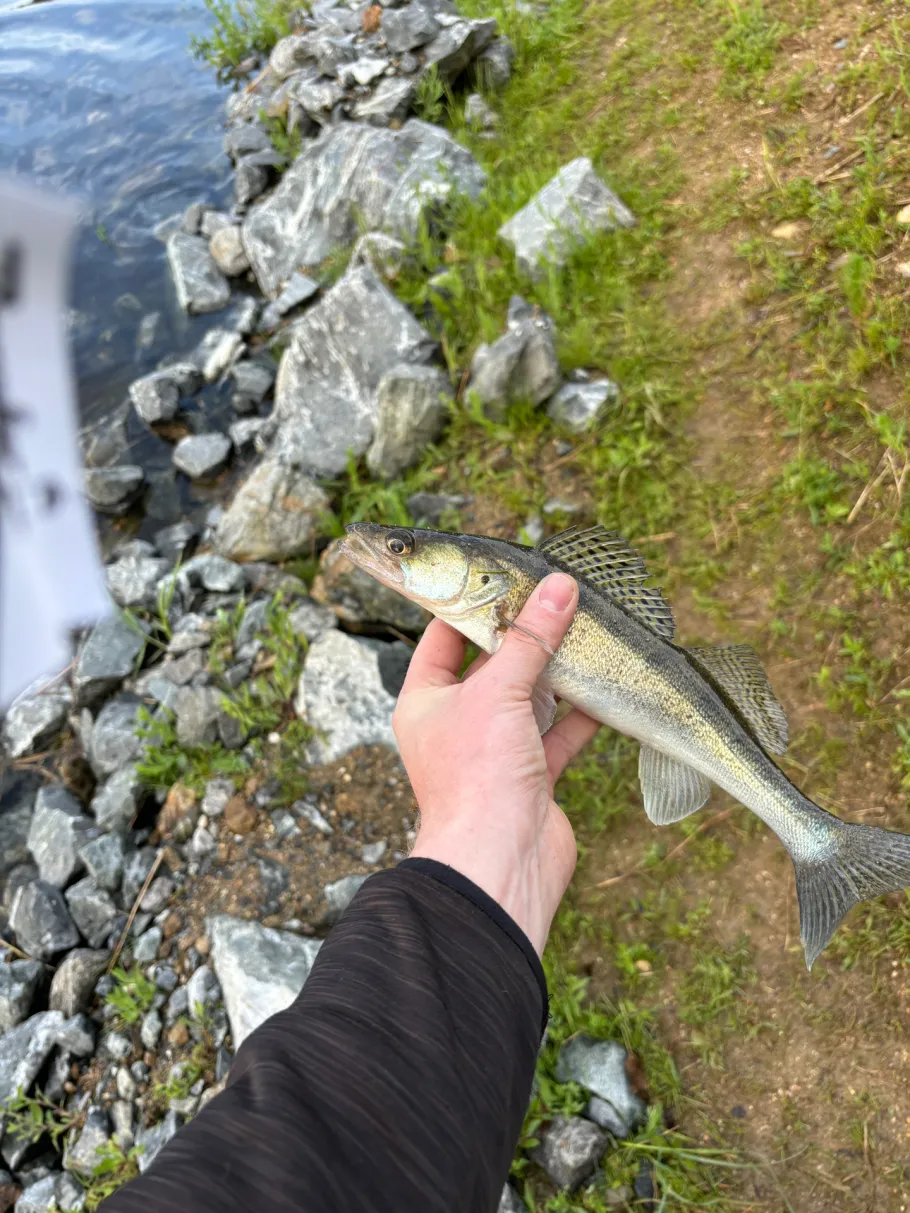 Fichtelnaab (Erbendorf) angeln