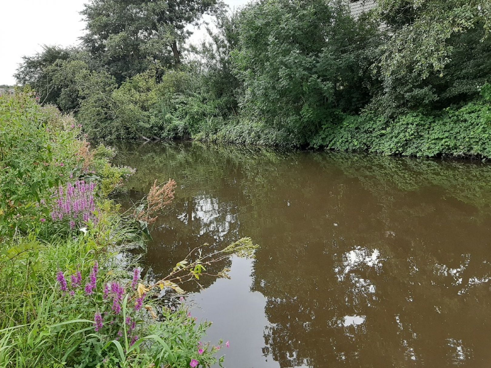 Süderau (Meldorf) angeln