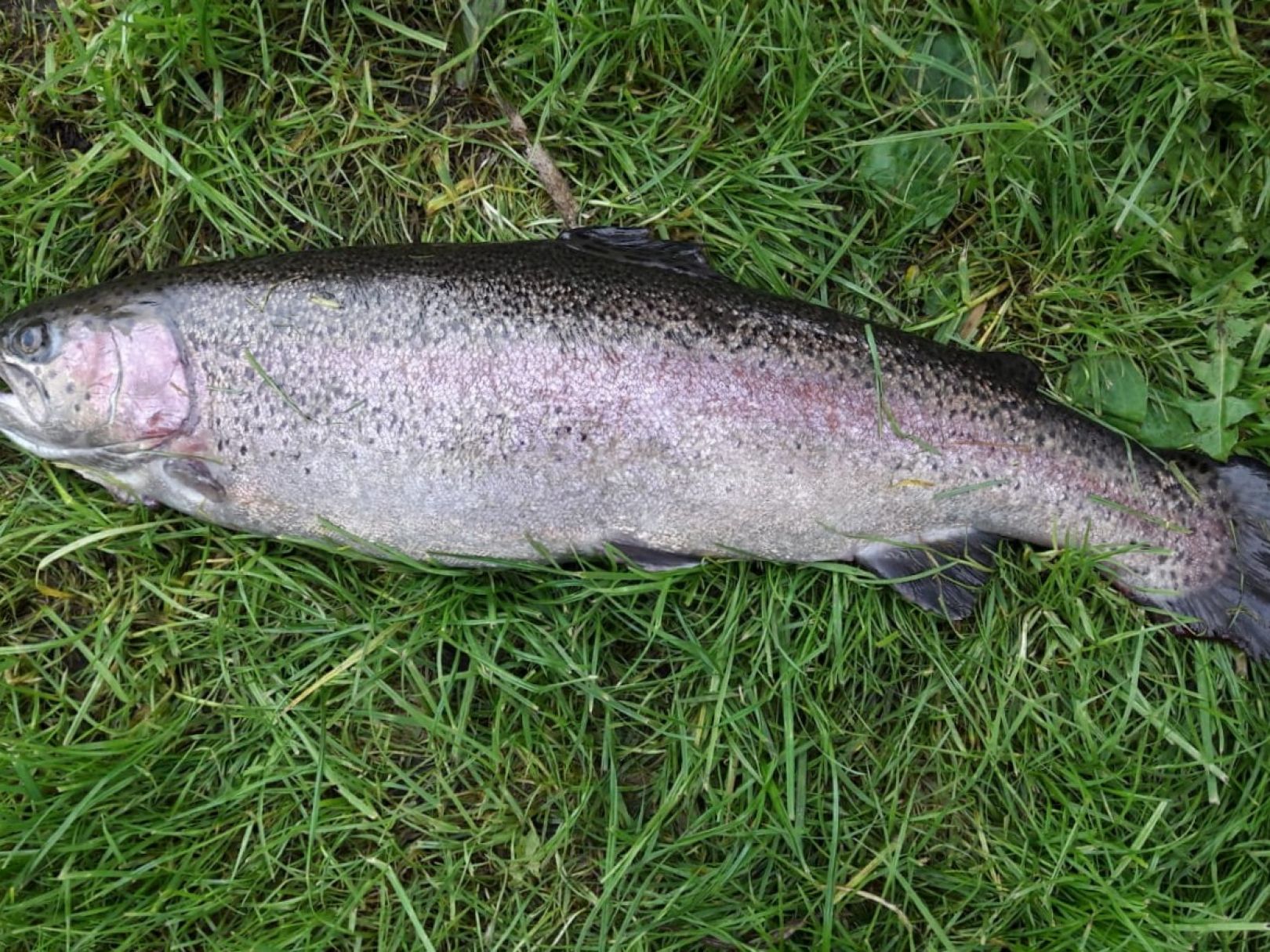 Poulstrup Ørredfiskeri angeln