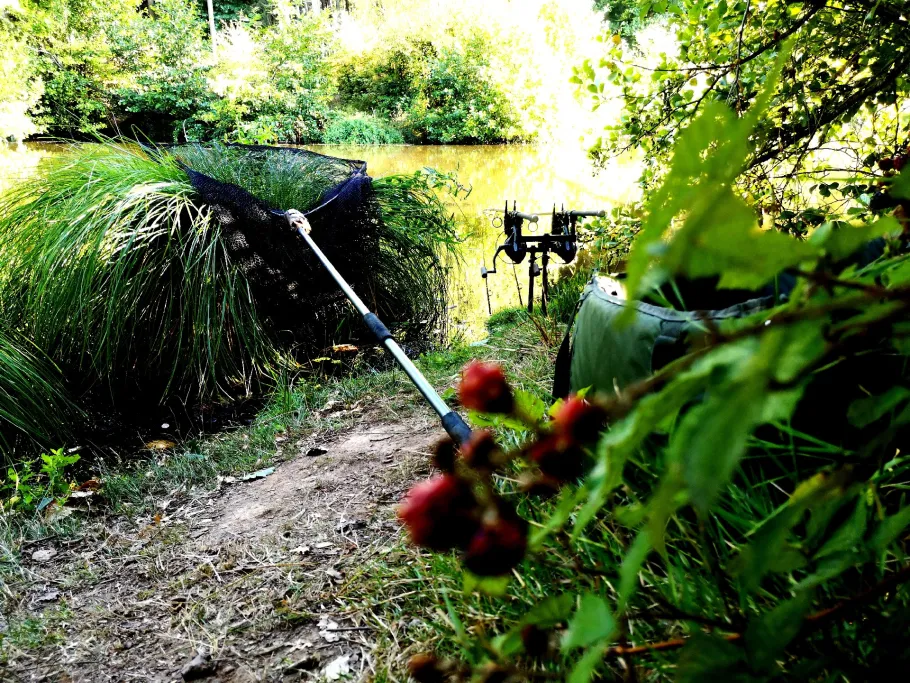 Nied (Niedaltdorf) angeln