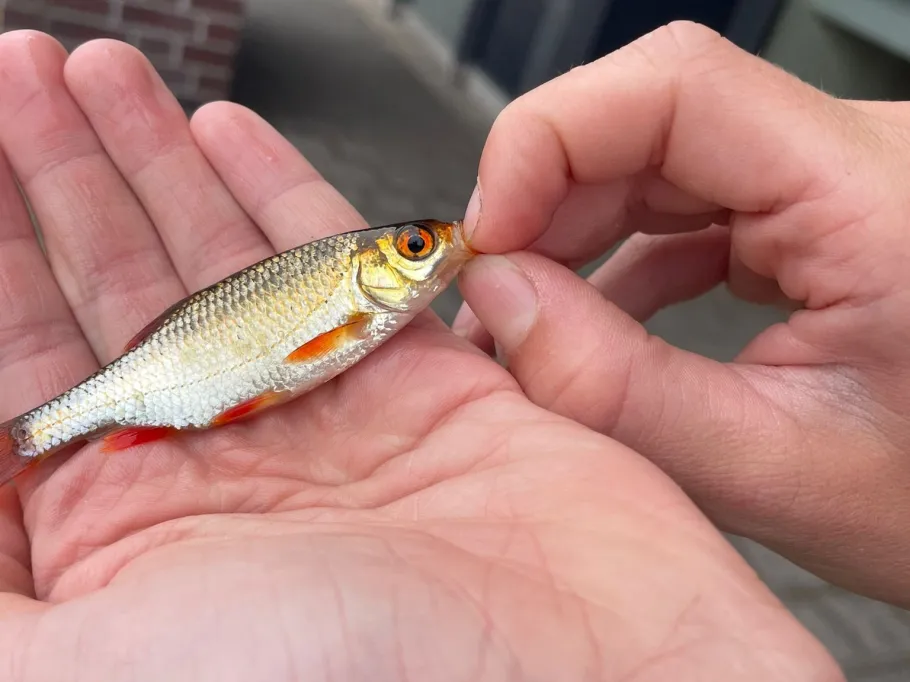 Eschbach (Gronau) angeln