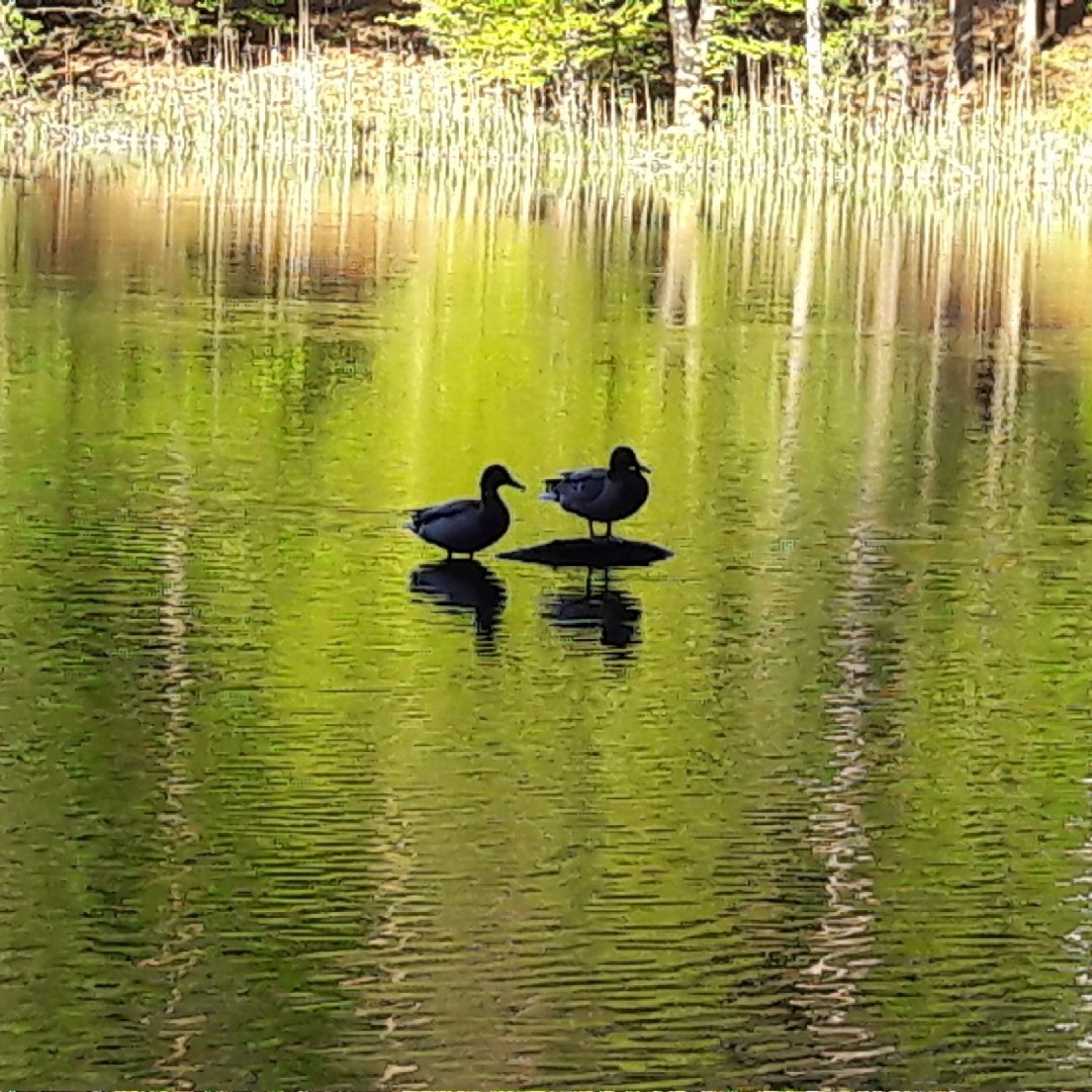 Kellenseen (Zermützel) angeln