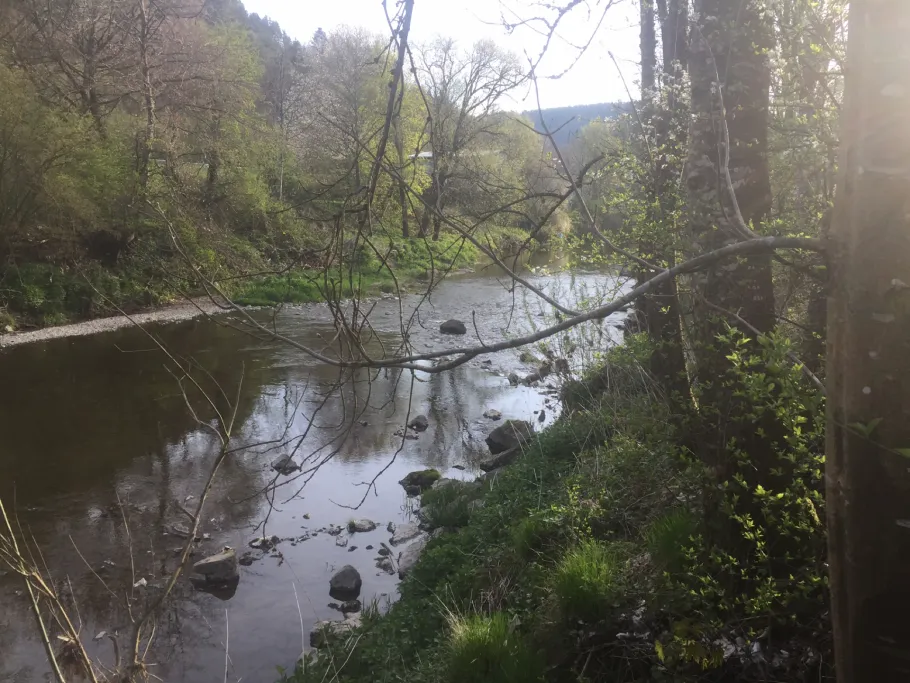 Neckar (Oberndorf/Neckar) angeln