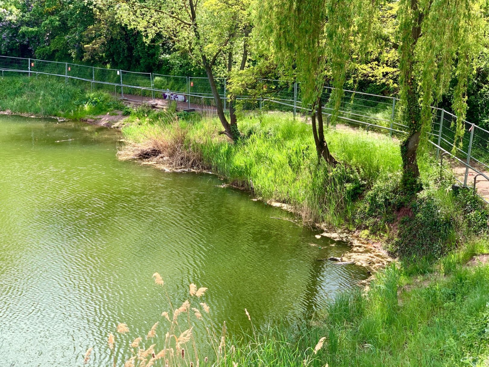 Sternsee (Magdeburg Neu Olvenstedt) angeln