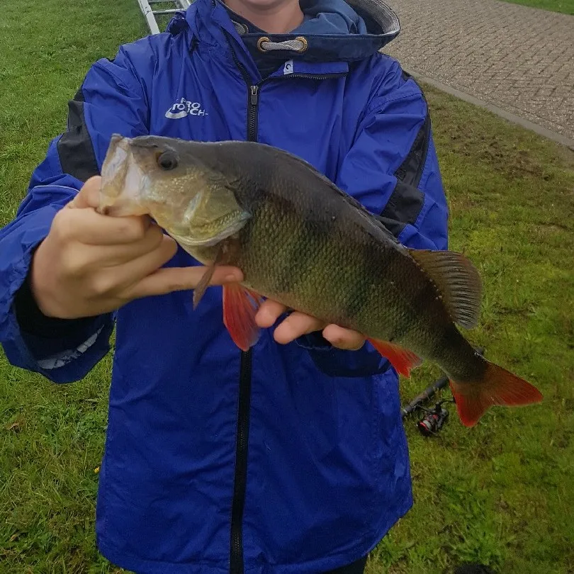 Twentekanaal (Almelo) angeln