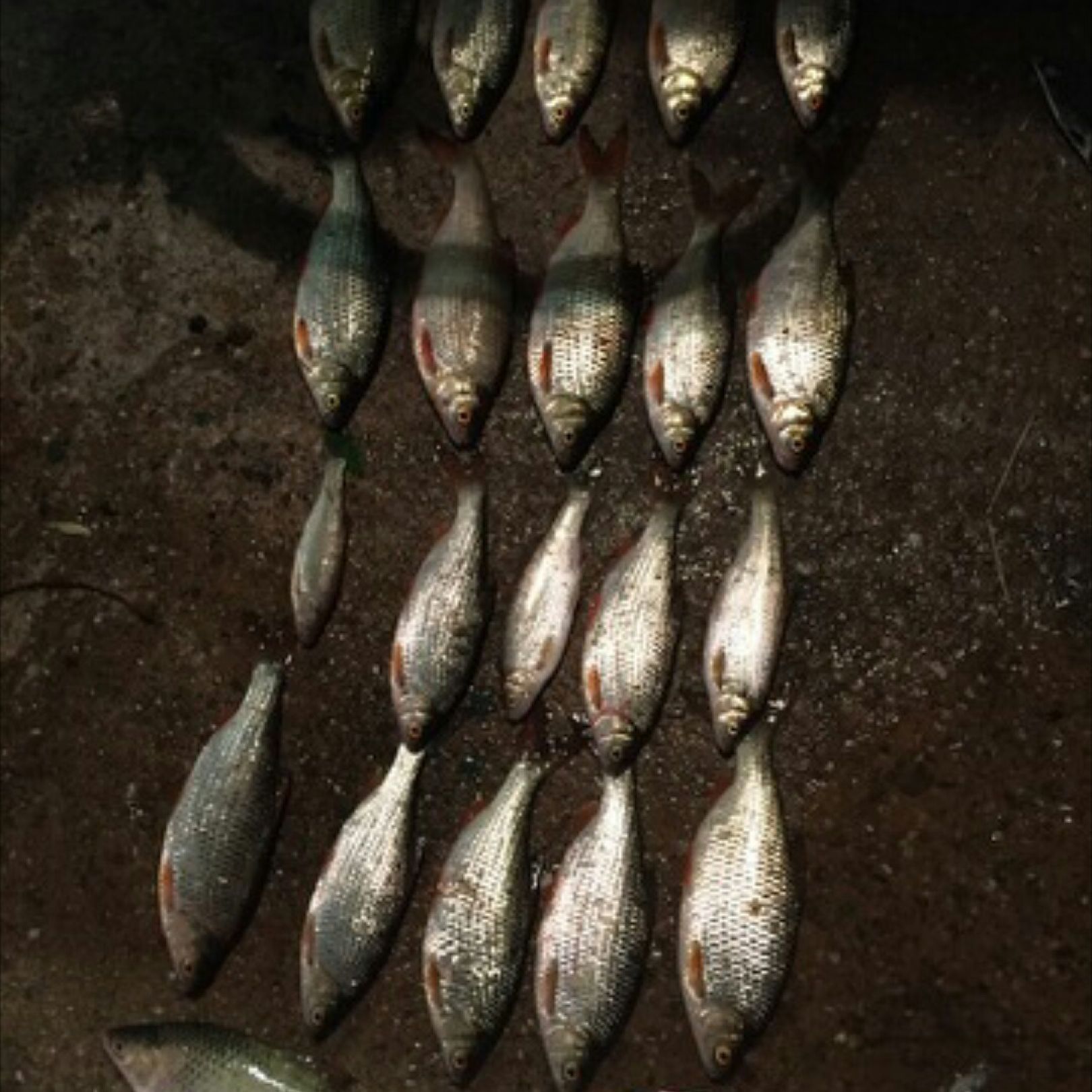 Sauer (Langsur-Wasserbillig) angeln