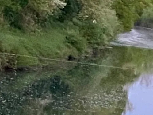 Neckar (Remseck) angeln