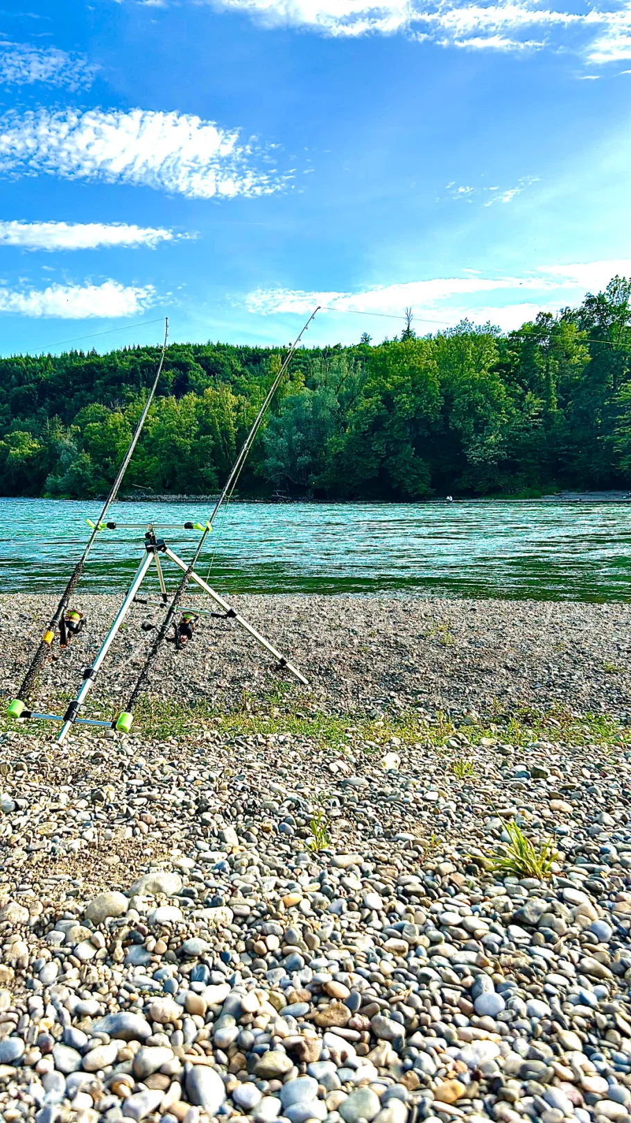 Rhein (Tiengen) angeln