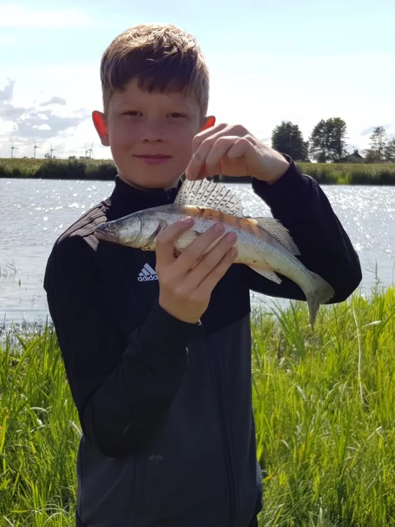 Stör (Itzehoe) angeln