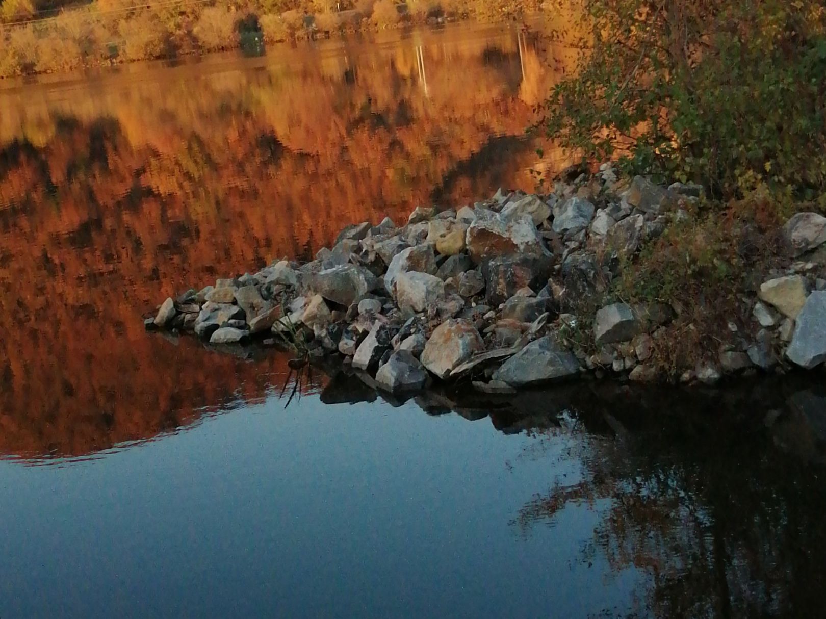 Donau (Donaustauf) angeln