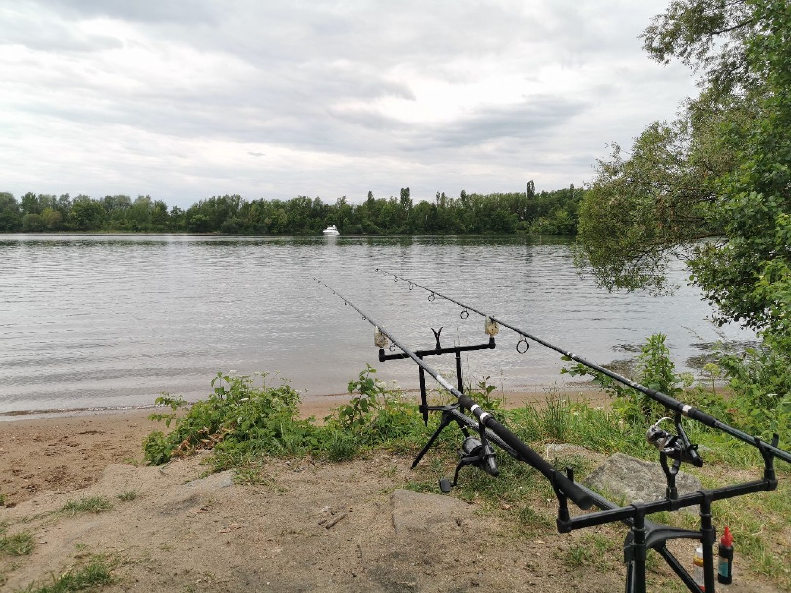 Donau (Donaustauf) angeln