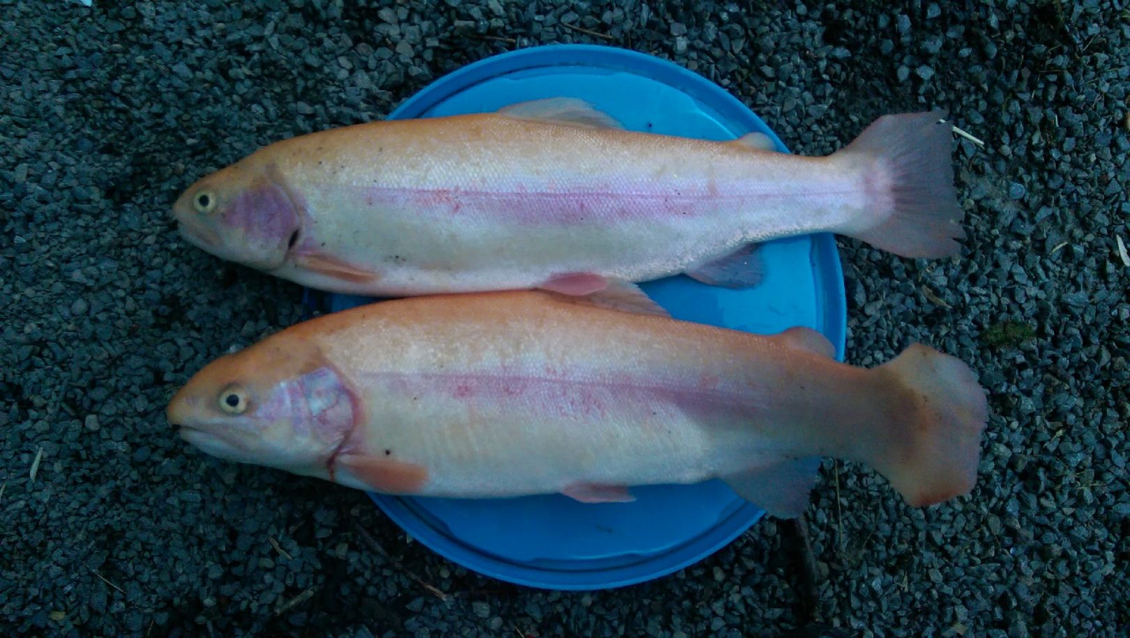 Fischzucht Bonnet angeln