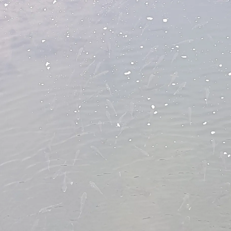 Douro (Porto) angeln