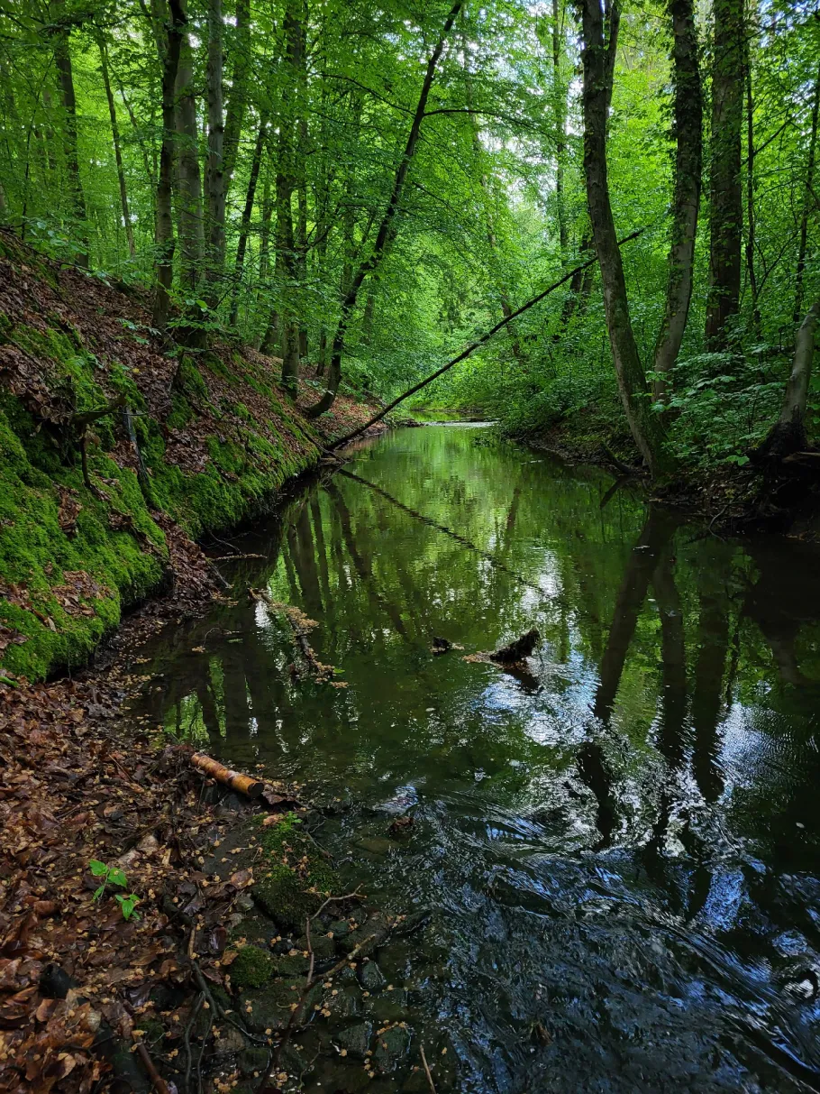 Wierau (Schiedehausen) angeln