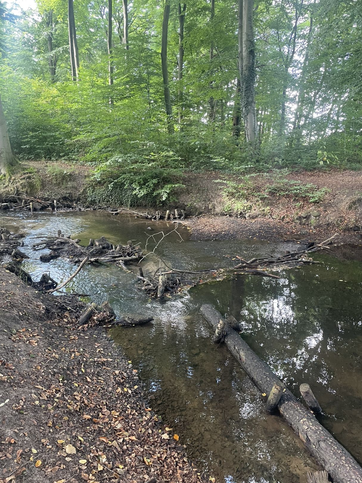 Wierau (Schiedehausen) angeln