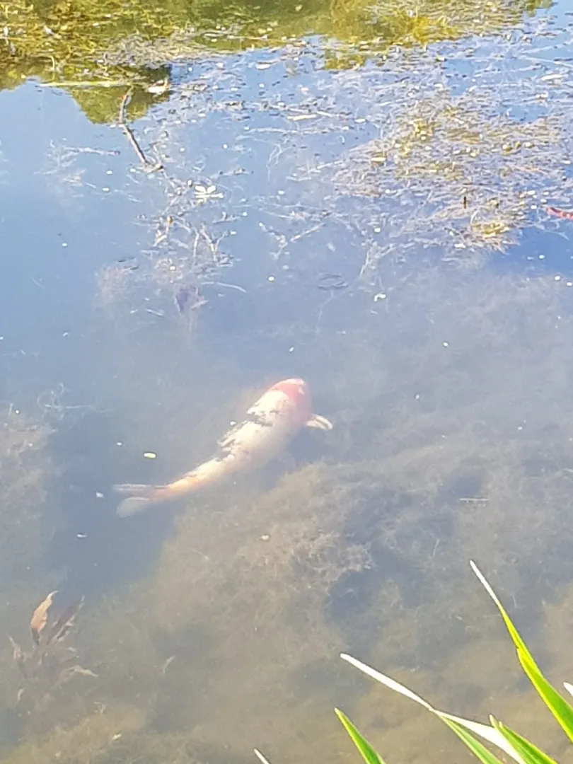 Mosel (Schweich) angeln