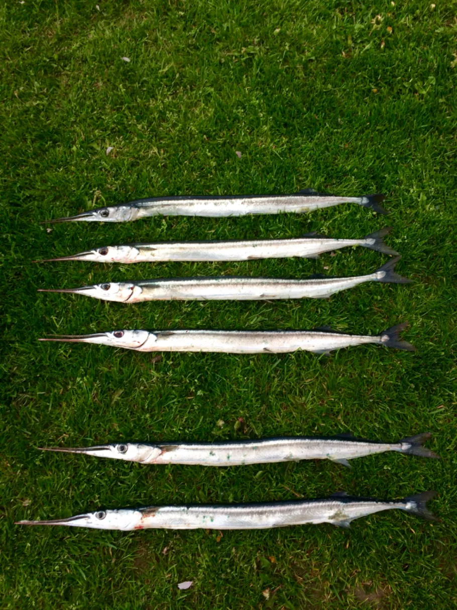 Flensburger Förde (Steinberghaff) angeln