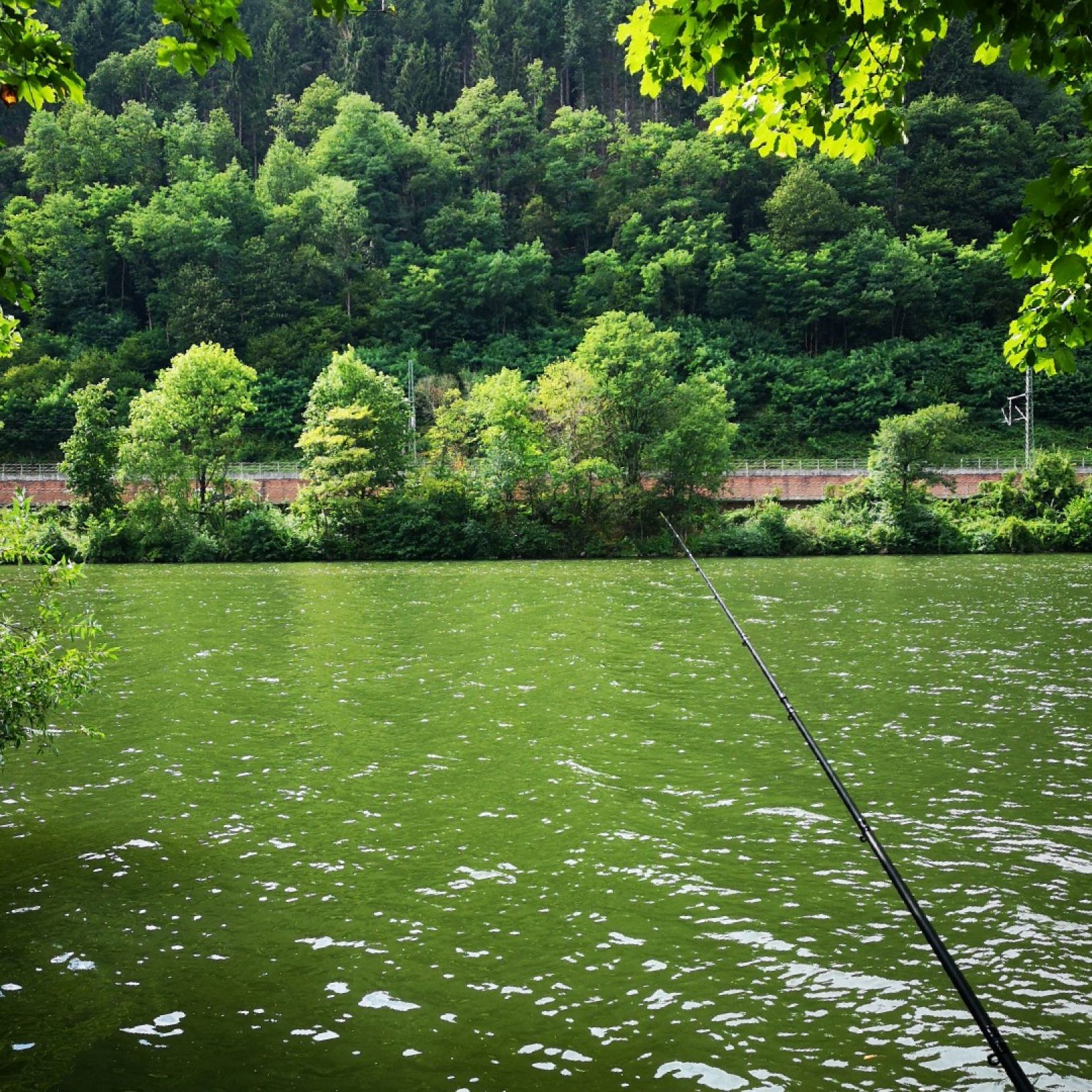 Neckar (Neckargemünd) angeln