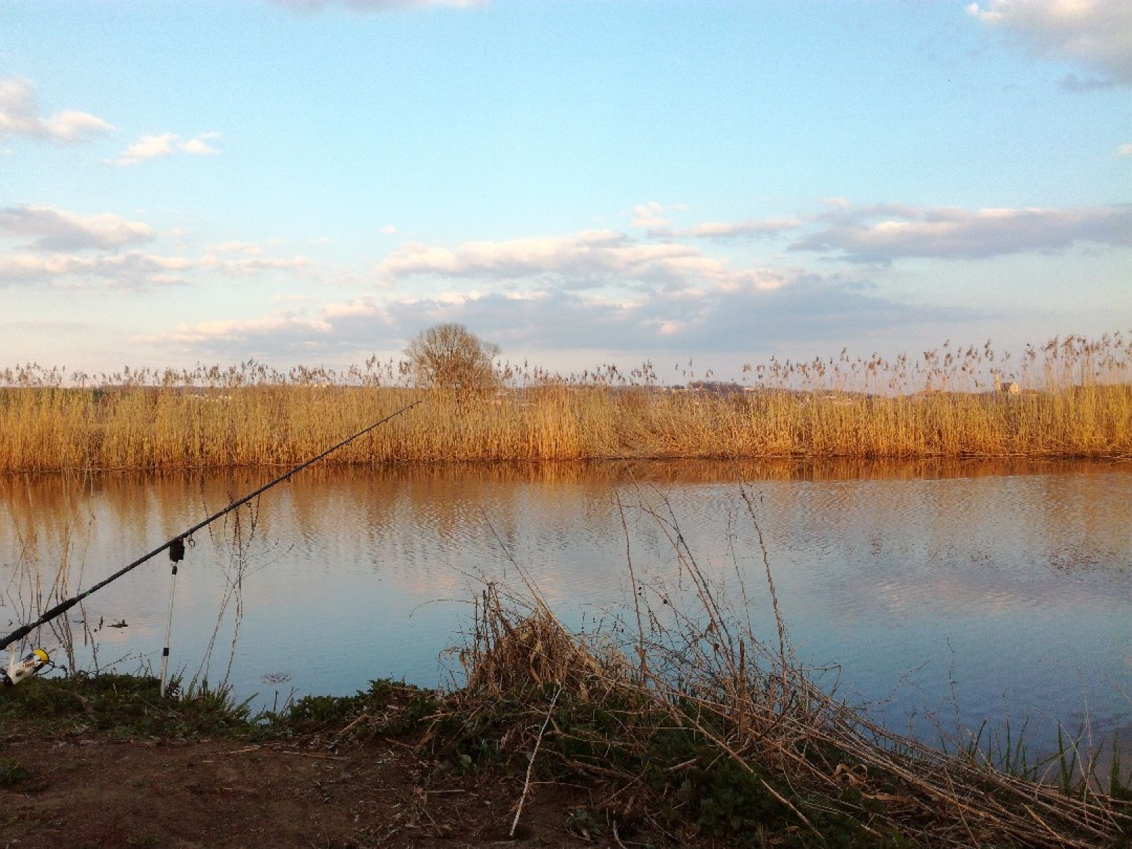 Wörnitz (Donauwörth) angeln