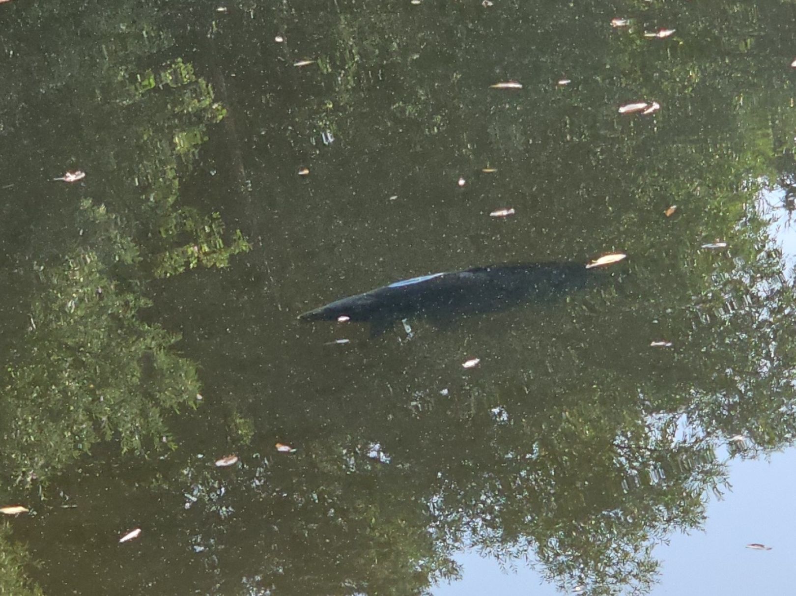 Zernitzer Teich angeln