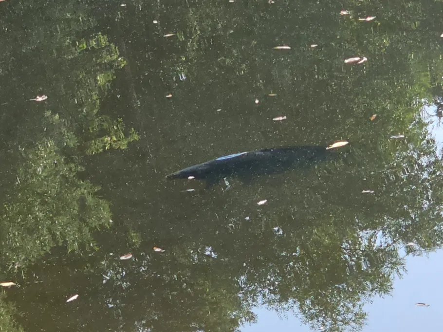 Zernitzer Teich angeln