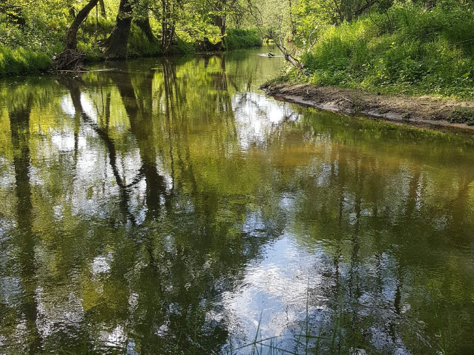 Wesenitz (Pirna) angeln