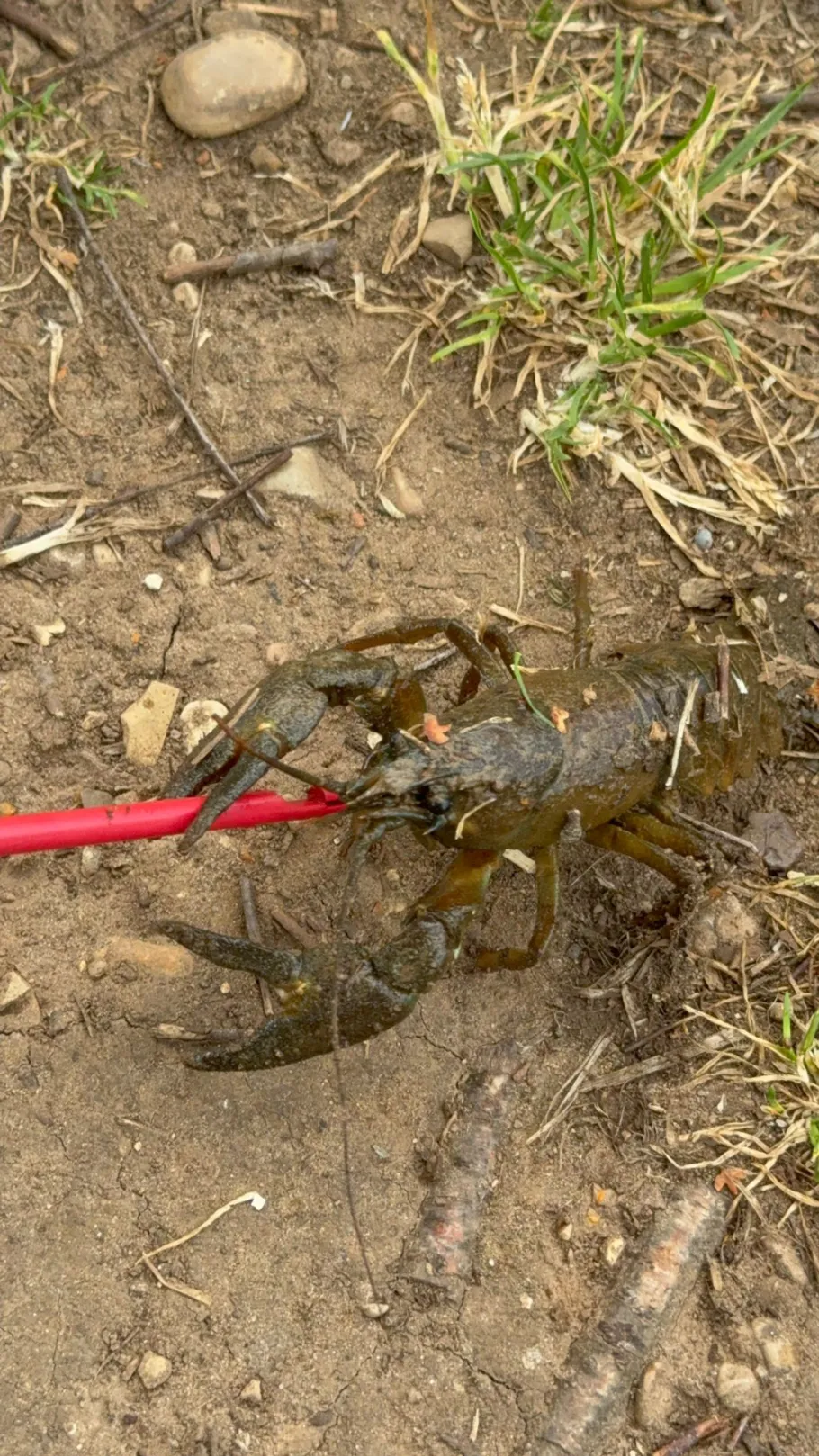 Fils (Kuchen) angeln