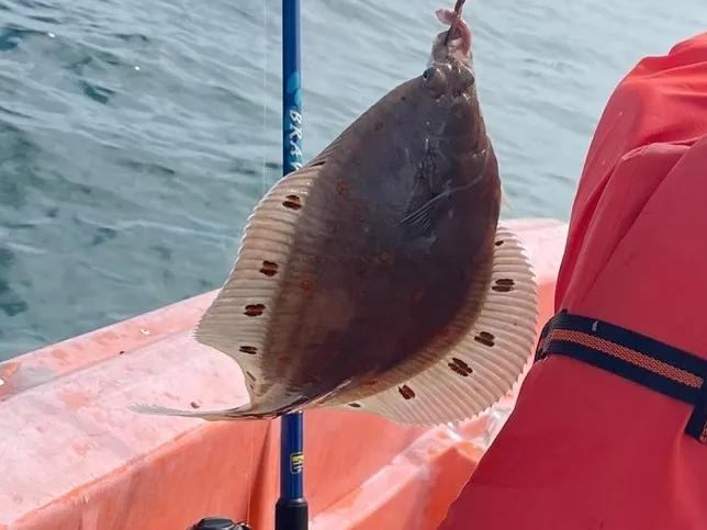 Ostsee (Haffkrug) angeln
