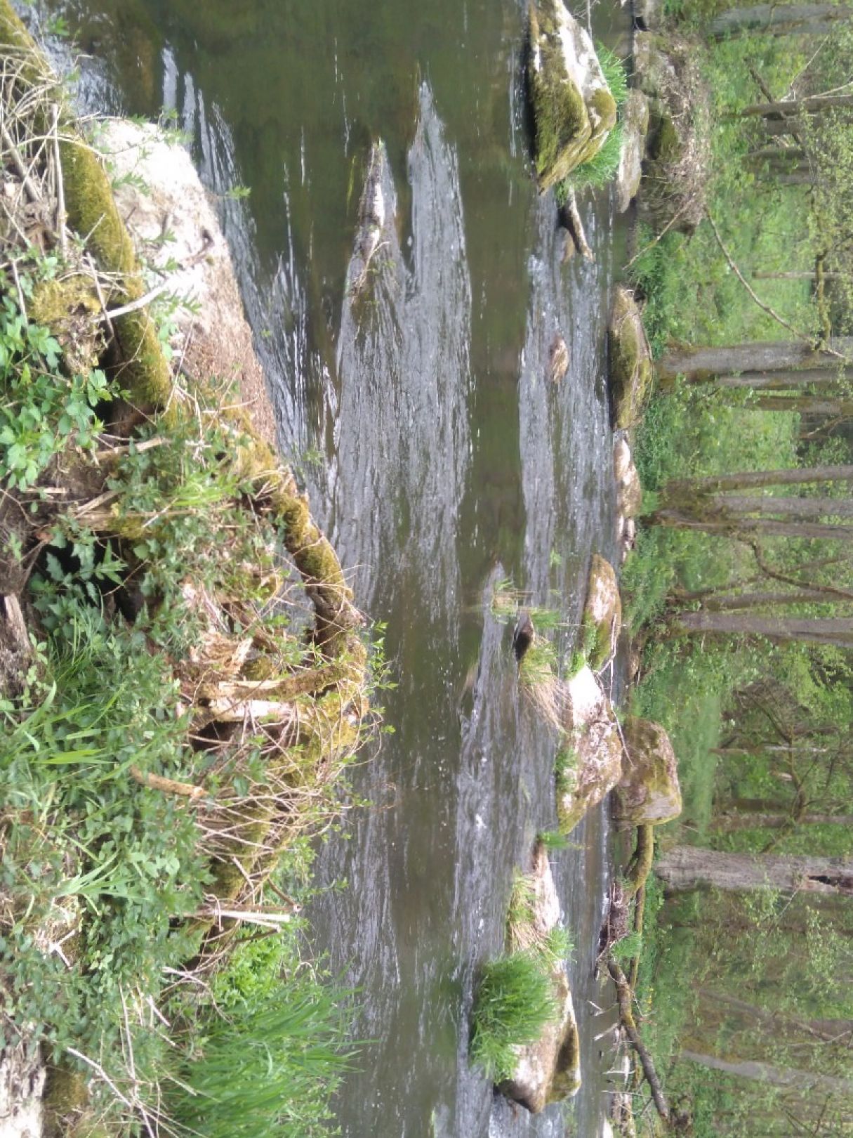 Schwarzach (Neunburg vorm Wald) angeln