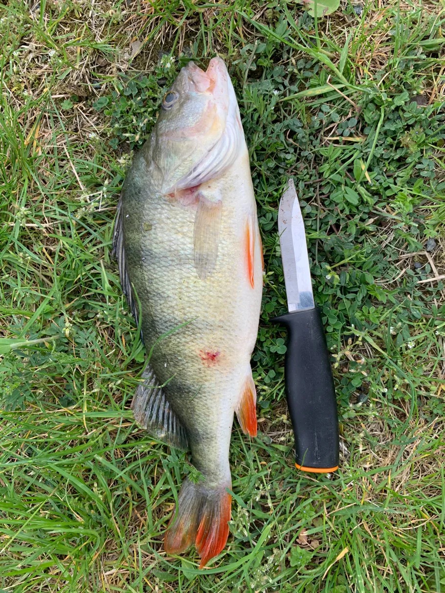 Elbe-Seitenkanal (Emmendorf) angeln