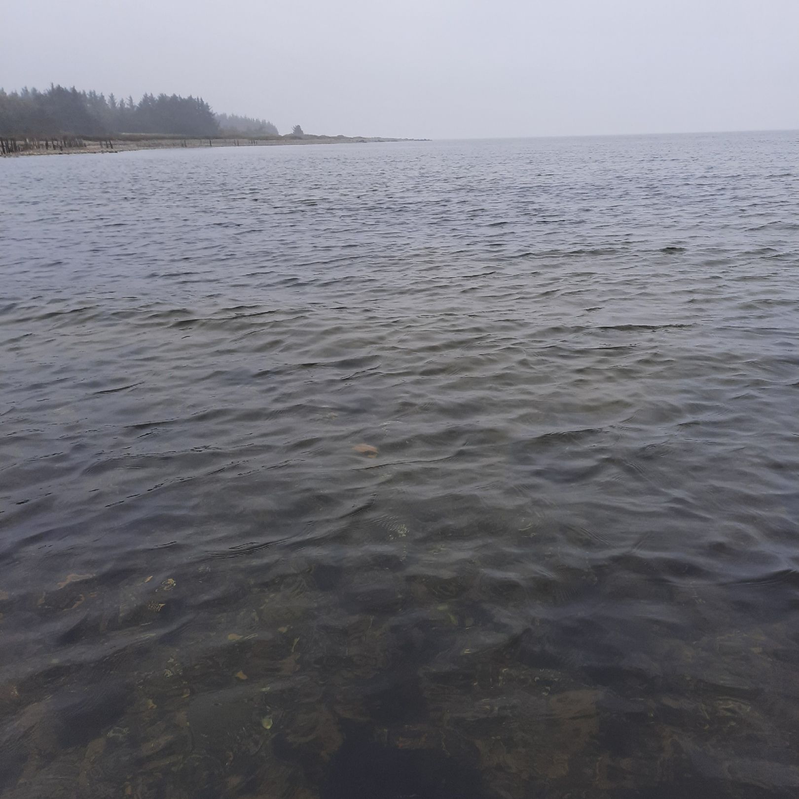 Limfjord angeln