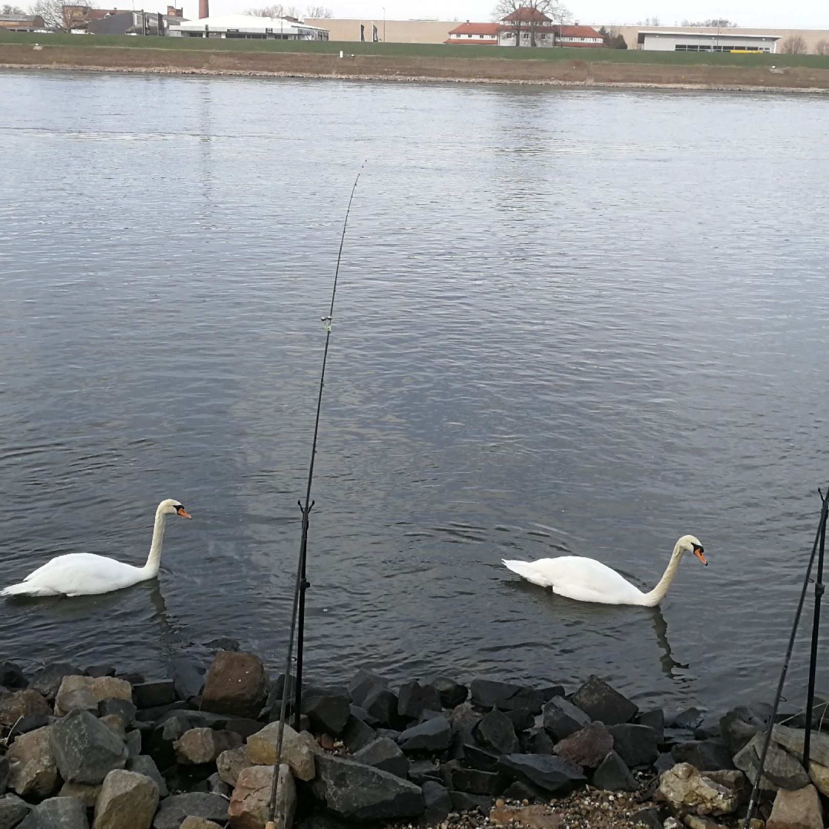 Rhein (Altlußheim-Rheinhausen) angeln