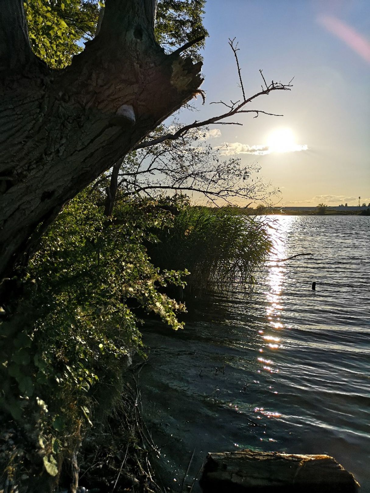 Hufeisensee (Halle) angeln