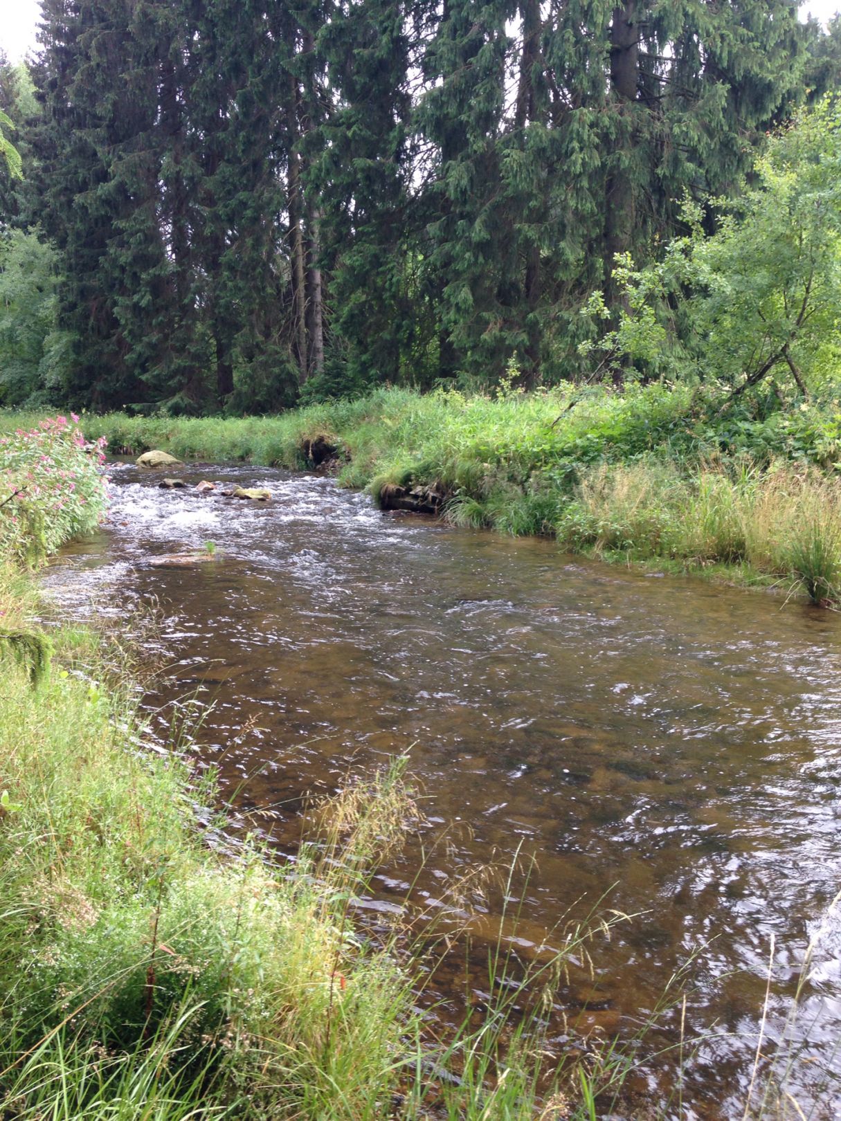 Zwickauer Mulde (Schönheide) angeln