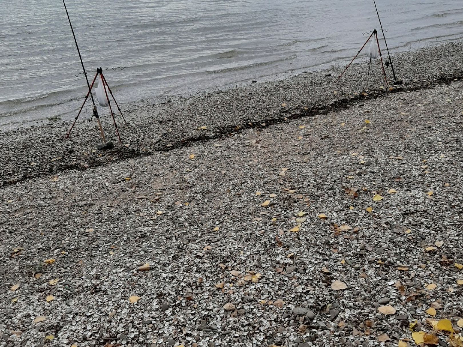 Rhein (Königswinter) angeln