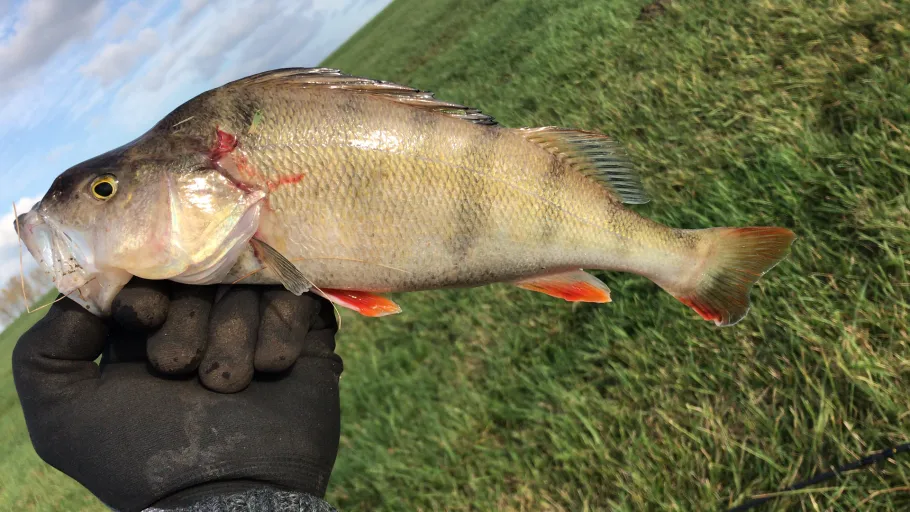 Weser (Langwedel) angeln