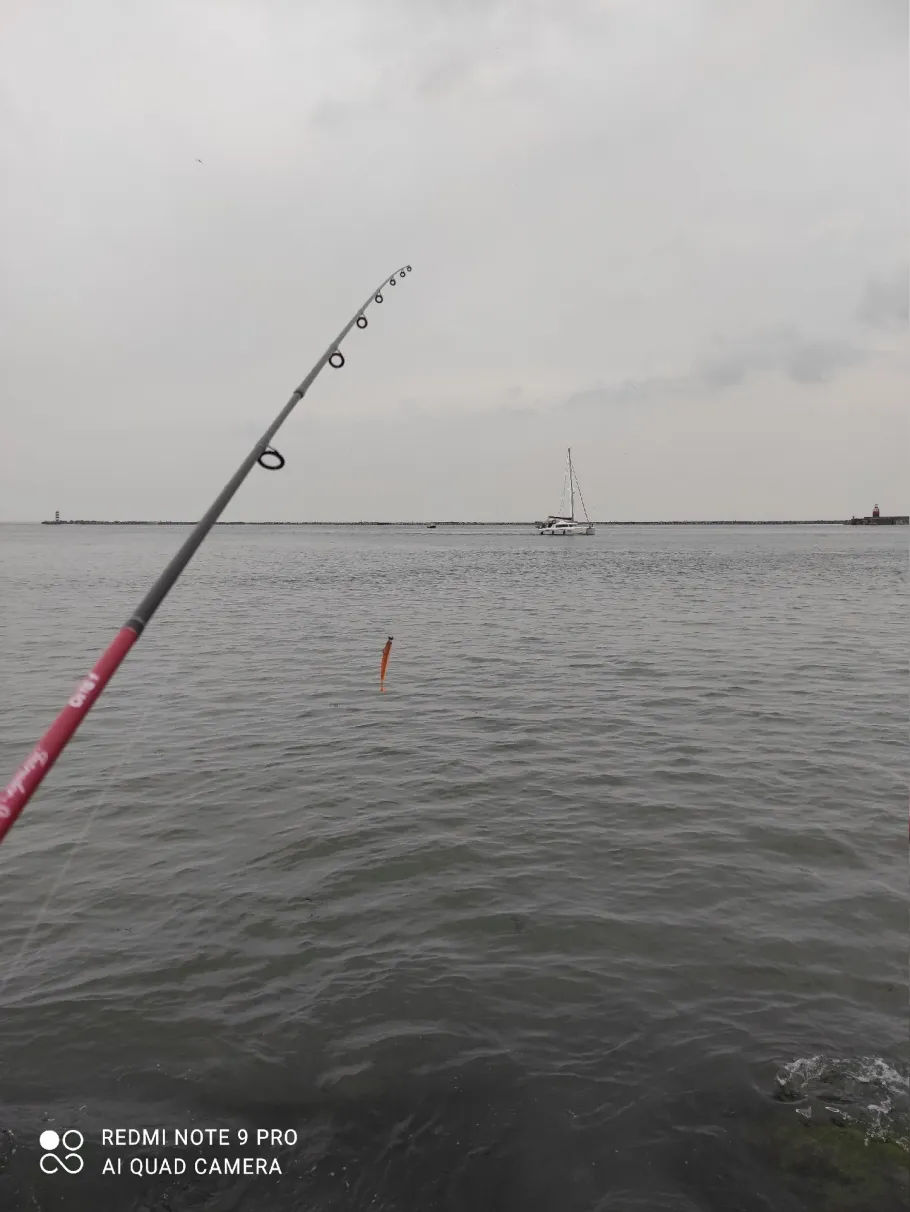 Seaport Marina (Ijmuiden) angeln