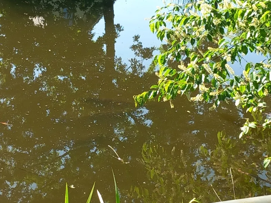 Knauthainer Mittelteich angeln