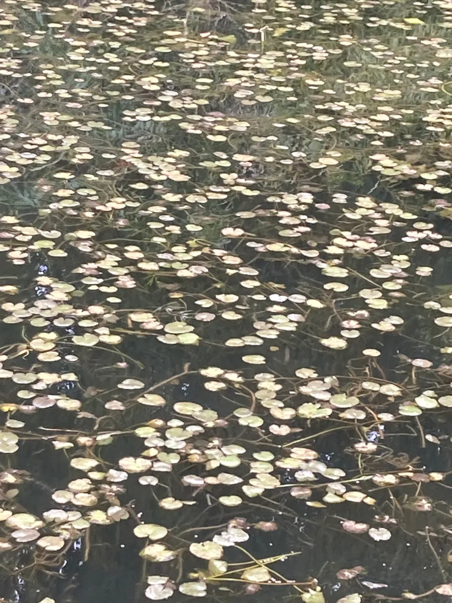 Vorstau Deitenbach angeln