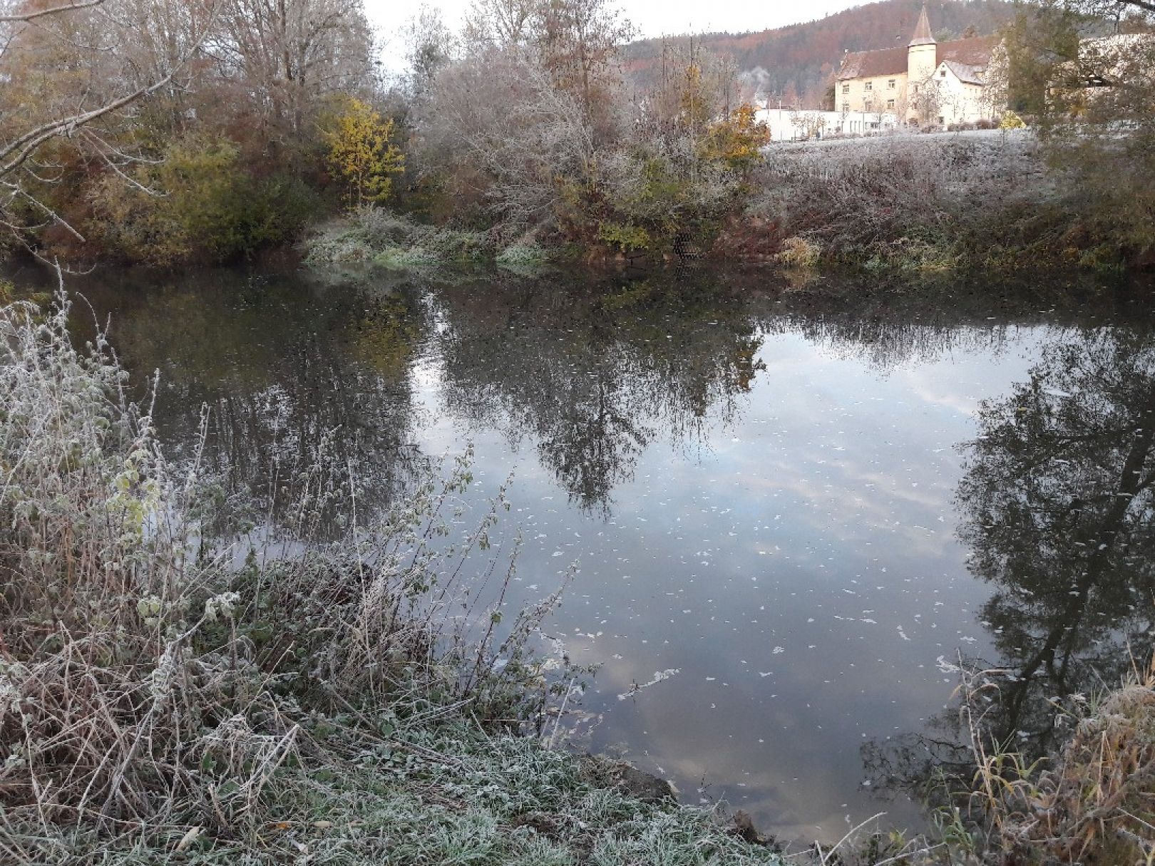 Donau (Immendingen) angeln