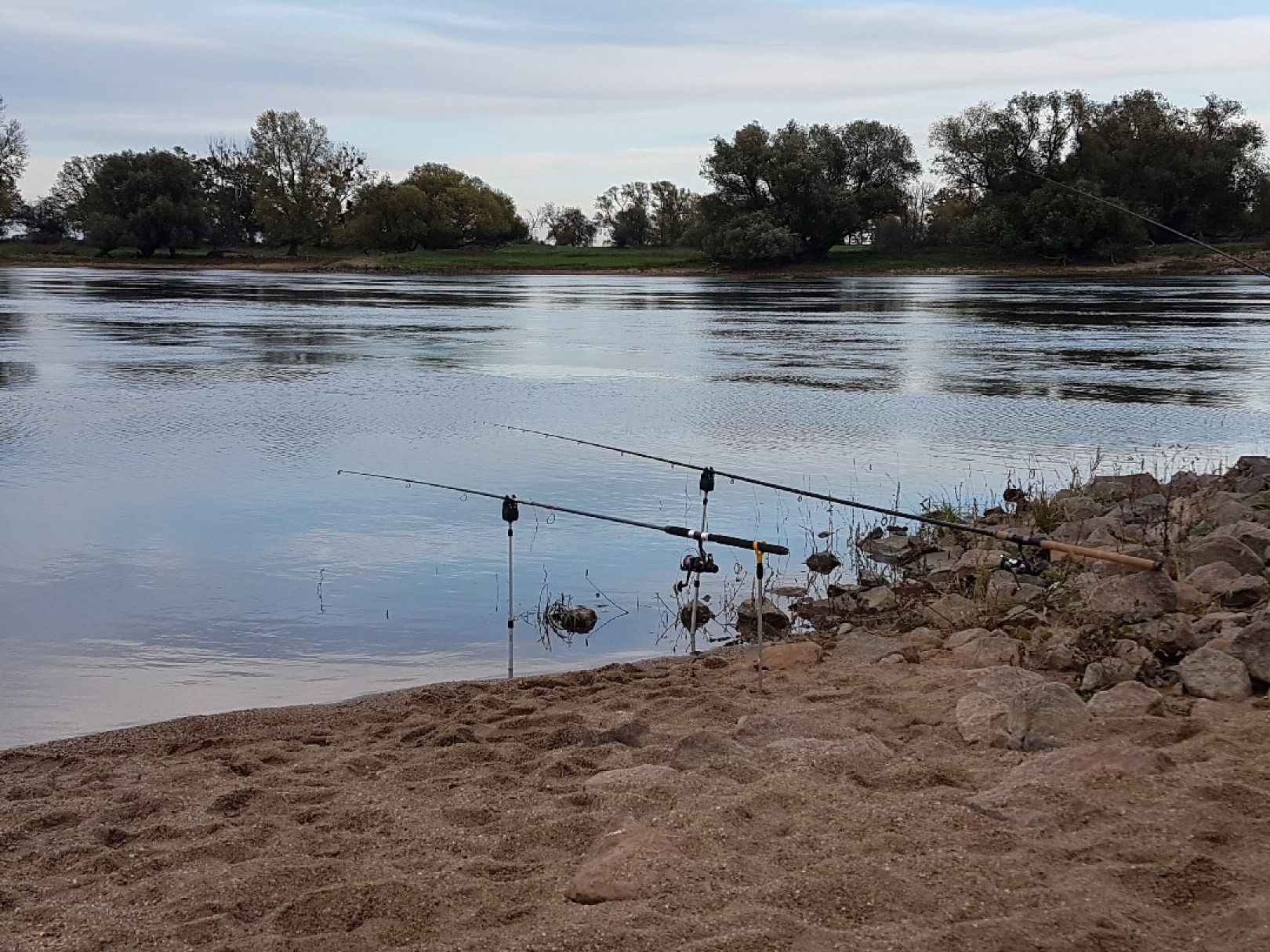 Elbe (Schönebeck) angeln