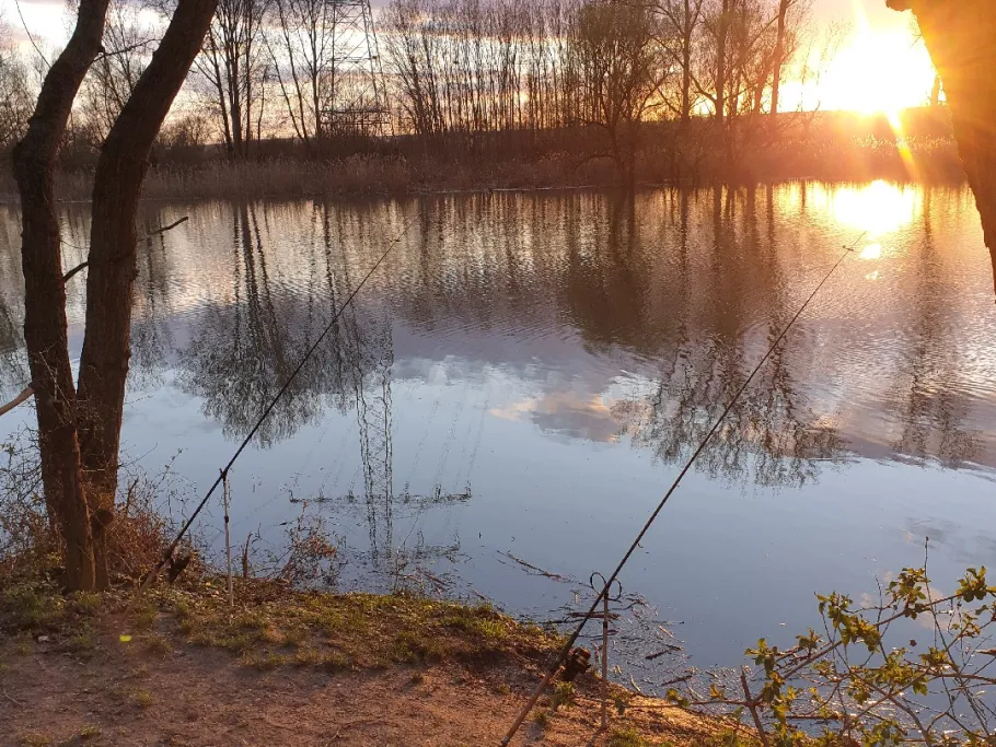 Ginsheimer Altrhein angeln