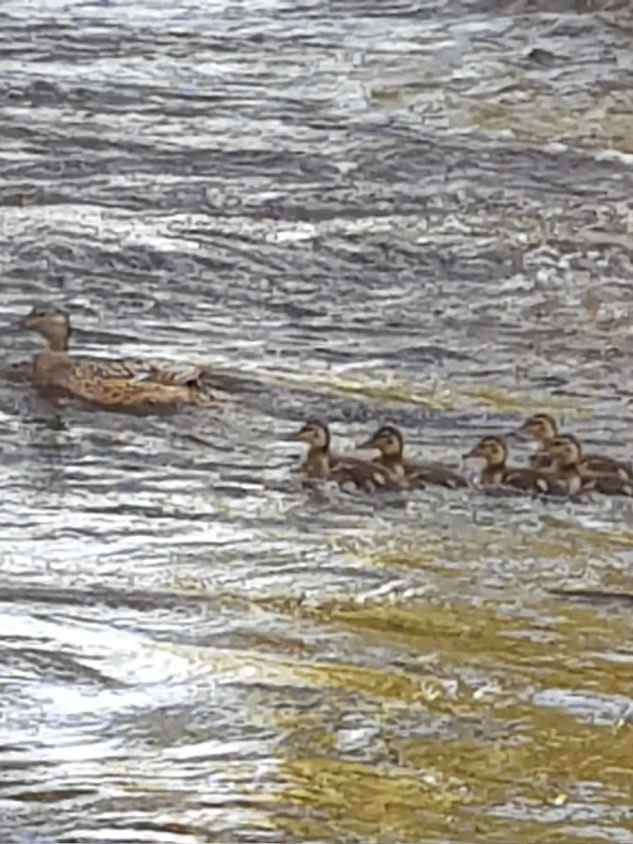 Flöha (Flöha) angeln