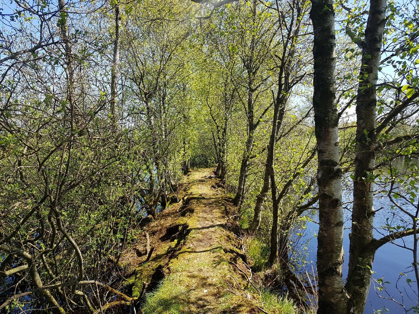 Goldmoor (Löwenstedt) angeln