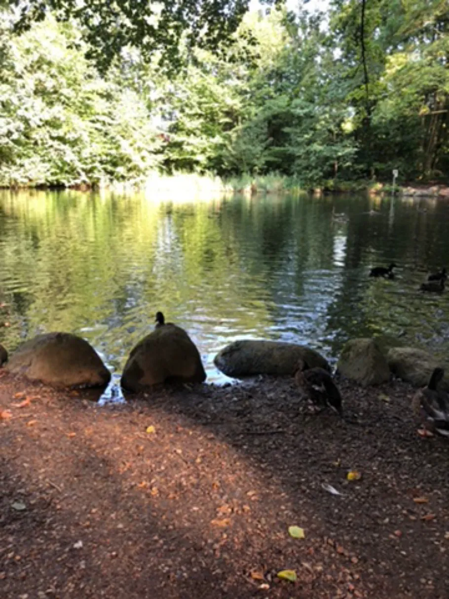 Stadtparkteich Kellinghusen angeln