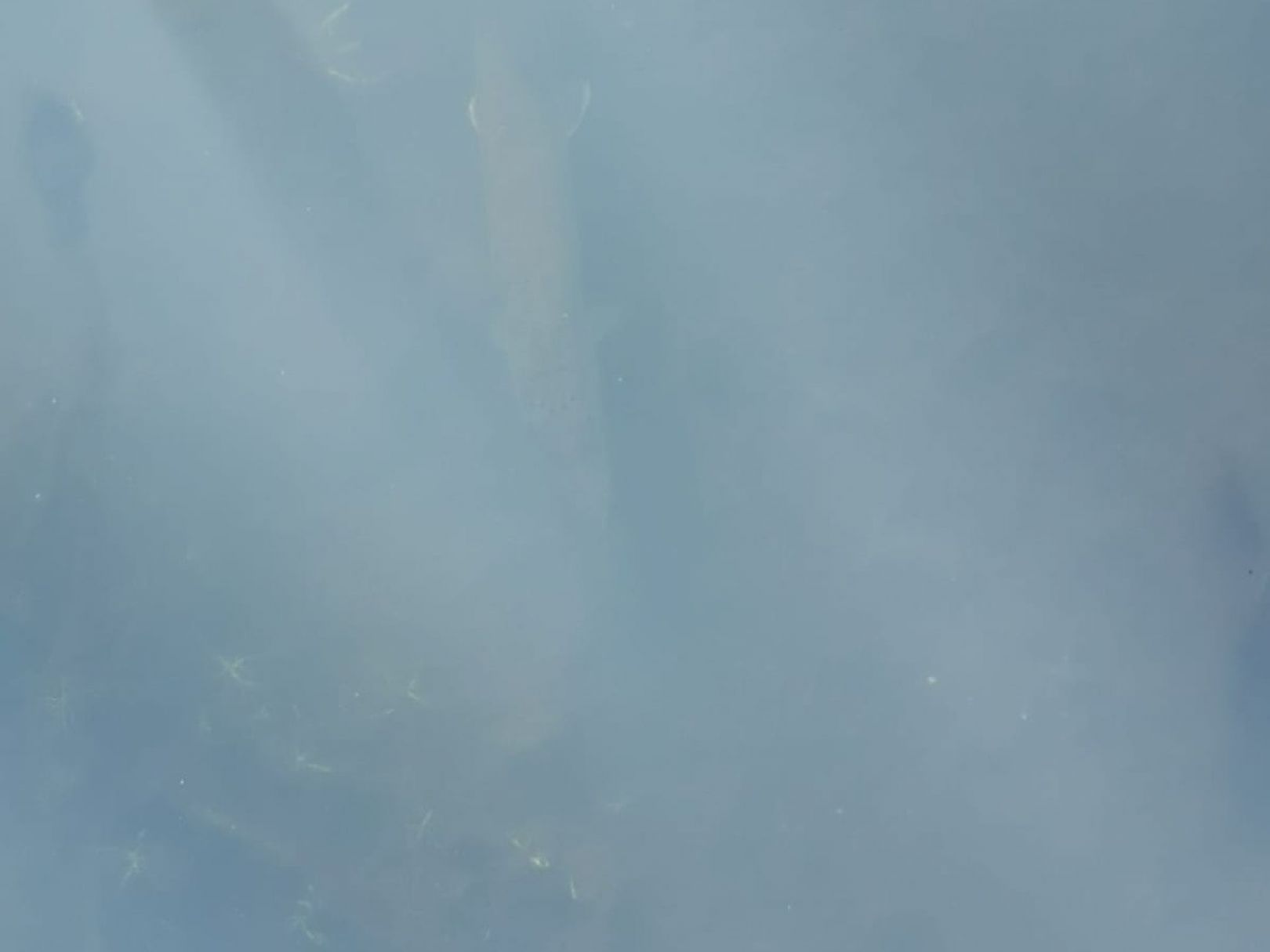 Wuhle (Berlin-Köpenick) angeln