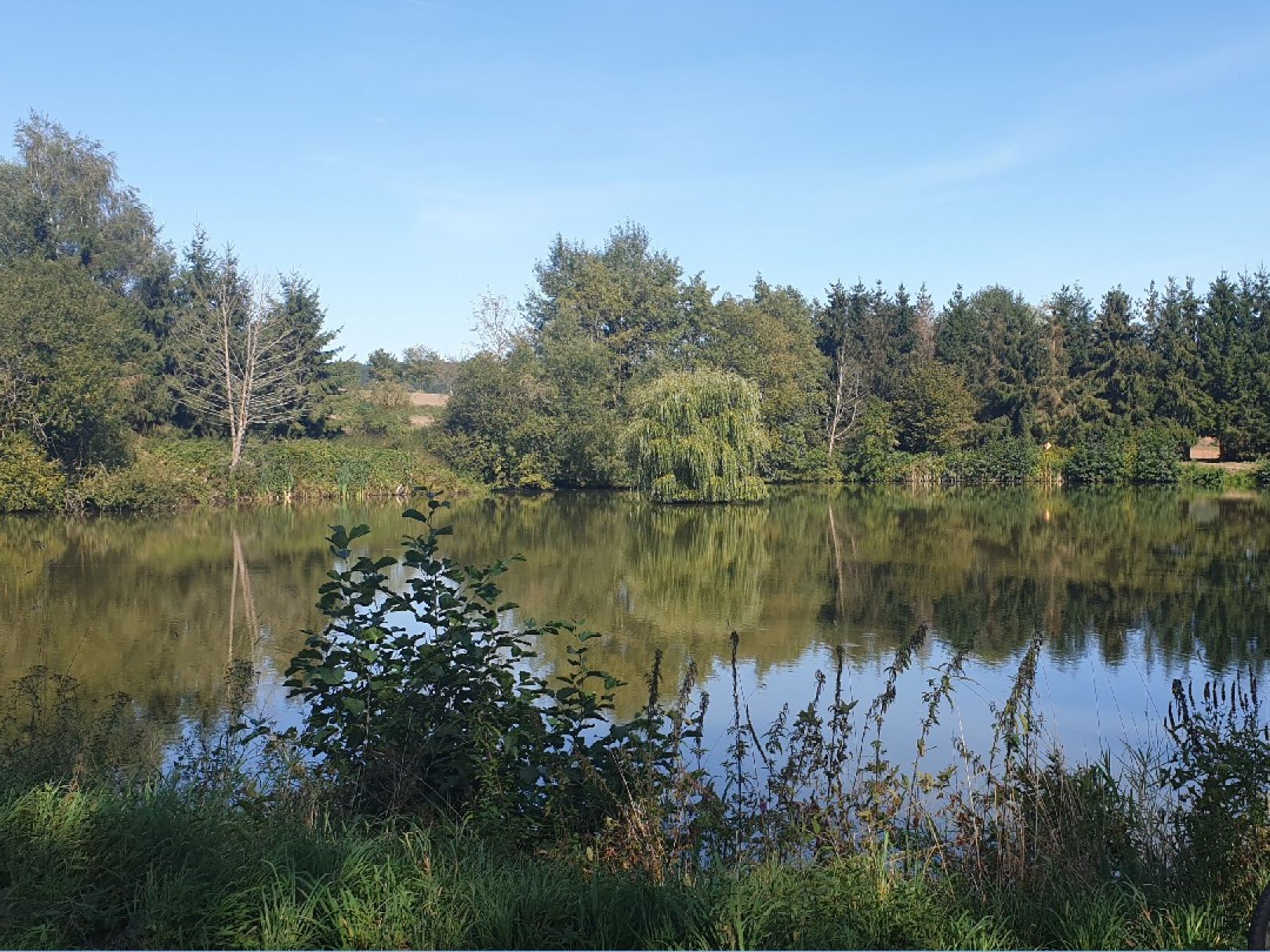 Teichanlage Steinau (Gerstungen) angeln