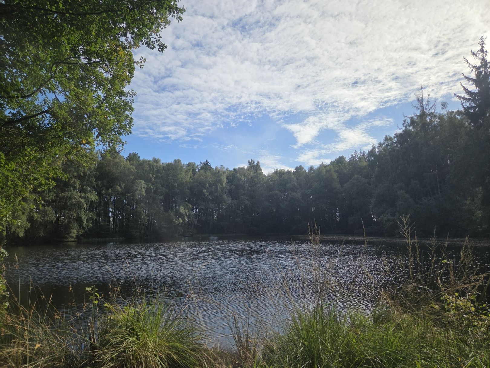 Waldsee (Retschow) angeln