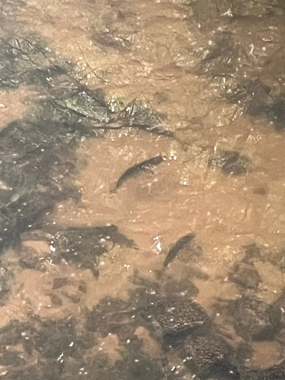 Lutter (Gütersloh) angeln